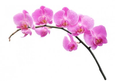 Ostatnia cesarzowa Chin
